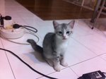 3 Kittens For Adoption - Domestic Medium Hair Cat