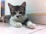 3 Kittens For Adoption - Domestic Medium Hair Cat