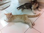 3 Kittens For Adoption - Domestic Medium Hair Cat