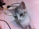 3 Kittens For Adoption - Domestic Medium Hair Cat