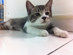 3 Kittens For Adoption - Domestic Medium Hair Cat