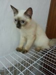Ryan - Ragdoll + Persian Cat