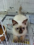 Ryan - Ragdoll + Persian Cat