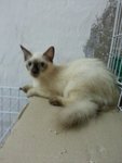 Ryan - Ragdoll + Persian Cat