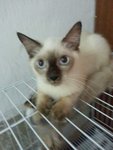 Ryan - Ragdoll + Persian Cat