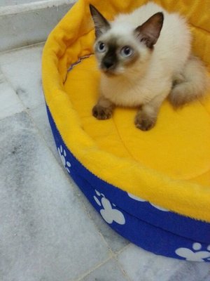 Ryan - Ragdoll + Persian Cat