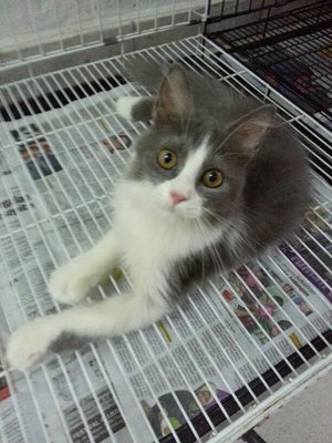 Estee - Maine Coon + Persian Cat