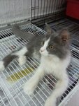 Estee - Maine Coon + Persian Cat