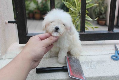 White T-cup Poodle With Mka - Poodle Dog