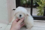 White T-cup Poodle With Mka - Poodle Dog