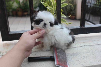 T-cup Shih Tzu Puppy With Mka - Shih Tzu Dog