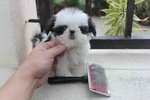 T-cup Shih Tzu Puppy With Mka - Shih Tzu Dog