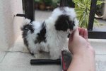 T-cup Shih Tzu Puppy With Mka - Shih Tzu Dog