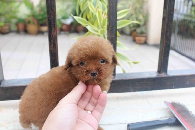 Tiny Poodle Pup With Mka  - Poodle Dog