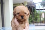 Tiny Poodle Pup With Mka  - Poodle Dog