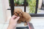 Tiny Poodle Pup With Mka  - Poodle Dog