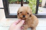 Tiny Poodle Pup With Mka  - Poodle Dog