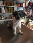 Ok - Shih Tzu Dog