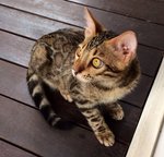 Brown Large Rosetted Bengal - Bengal Cat