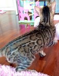 Brown Large Rosetted Bengal - Bengal Cat