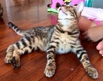 Brown Large Rosetted Bengal - Bengal Cat