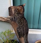 Brown Large Rosetted Bengal - Bengal Cat