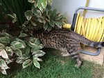 Brown Large Rosetted Bengal - Bengal Cat