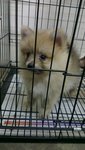 Sunny Brown Pomeranian - Pomeranian Dog