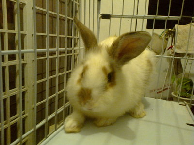 Barney - Angora Rabbit + Bunny Rabbit Rabbit