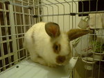 Barney - Angora Rabbit + Bunny Rabbit Rabbit