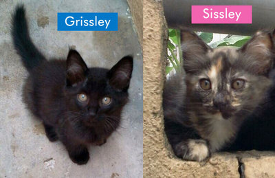 :+: Sissley &amp; Grissley :+: - Domestic Medium Hair Cat