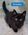 :+: Sissley &amp; Grissley :+: - Domestic Medium Hair Cat