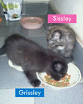 :+: Sissley &amp; Grissley :+: - Domestic Medium Hair Cat