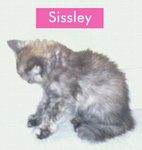 :+: Sissley &amp; Grissley :+: - Domestic Medium Hair Cat