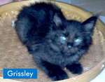 :+: Sissley &amp; Grissley :+: - Domestic Medium Hair Cat