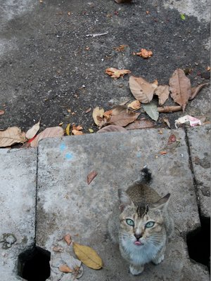 Mr Hugo - Bengal + Oriental Short Hair Cat