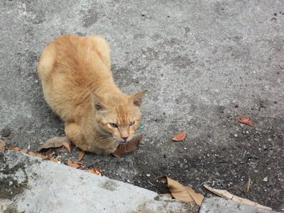 Mr Tiger - Tiger + British Shorthair Cat