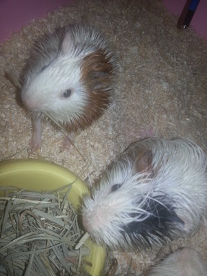 Guinea Pigs For Adoption - Guinea Pig Small & Furry