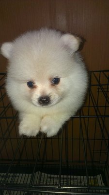 Thick Coat White Cream Pomeranian - Pomeranian Dog