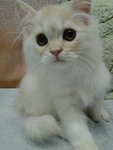 Cheekygurl Doll Face Persian  - Domestic Long Hair + Persian Cat