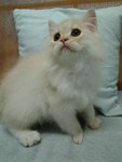 Cheekygurl Doll Face Persian  - Domestic Long Hair + Persian Cat