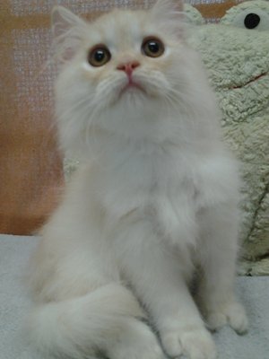 Cheekygurl Doll Face Persian  - Domestic Long Hair + Persian Cat