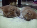 Kittens - Domestic Short Hair Cat