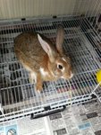 PF48204 - Angora Rabbit Rabbit