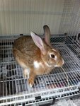 PF48204 - Angora Rabbit Rabbit