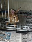 PF48204 - Angora Rabbit Rabbit