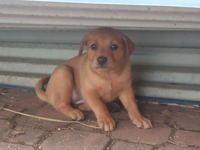 Homeless - Mixed Breed Dog