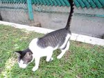 School Cats - Domestic Short Hair Cat