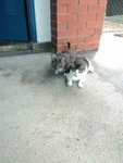 School Cats - Domestic Short Hair Cat