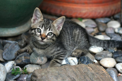 Hodor - Domestic Short Hair Cat